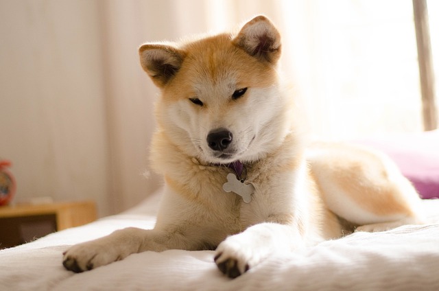 Akita na posteli